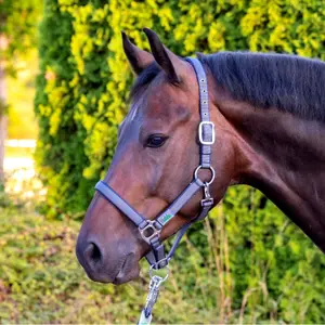 Cabestro acolchado USG Everyday image-1