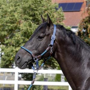 Cavezza in cuoio USG Dublin image-1