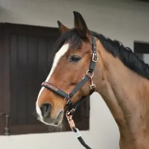 Kantar dla koni USG Sports image-1