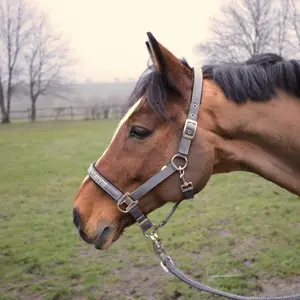 Kantar dla koni USG Sports image-1