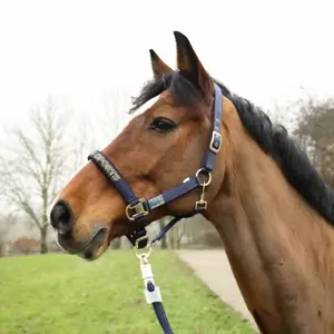 Kantar dla koni USG Sports image-1