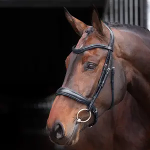 Padded Cavesson für Reiten Velociti Lusso Elite image-0