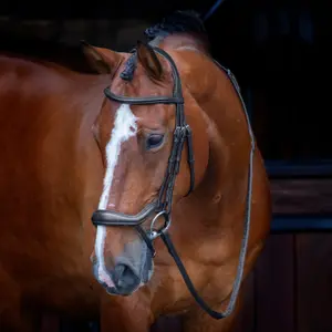 Hoofdstellen voor paarden Velociti Rapida image-1