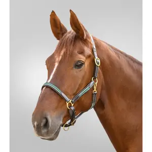 Leather halter for horses Waldhausen X-Line Oxford image-1