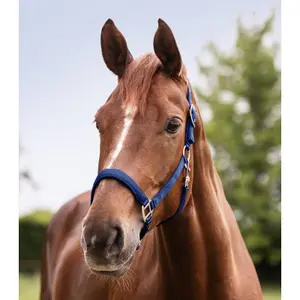 Satin bridle for Shetland Waldhausen image-1