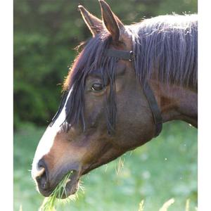 Frontal anti-moscas para cavalo autónomo Waldhausen image-1
