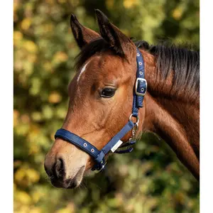 Cabezada para potro Waldhausen Confort image-1