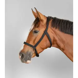 Licol pour cob de prairie Waldhausen image-1