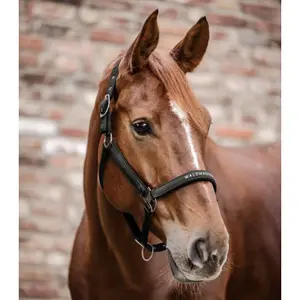 Licol pour cheval Waldhausen Atheltic image-1