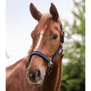 Halster för häst Waldhausen Atheltic image-2