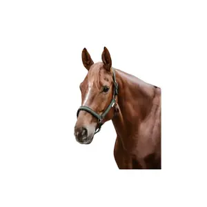 Halter for pony Waldhausen Atheltic image-1