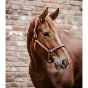 Licol pour cob Waldhausen Atheltic image-1