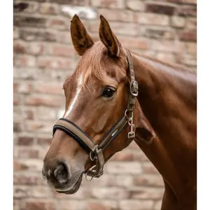 Halter for pony Waldhausen Breath image-1