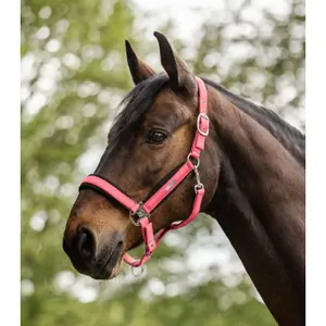 Halter for horse Waldhausen Breath image-1
