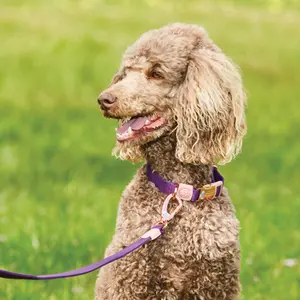 Hundehalsband Weatherbeeta Elegance image-1