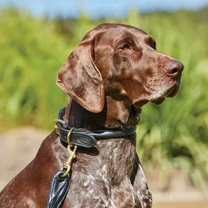 Rolled leather dog collar Weatherbeeta image-1