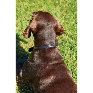 Coleira de couro enrolada para cães Weatherbeeta image-1