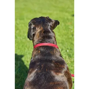 Rolled leather dog collar Weatherbeeta image-1