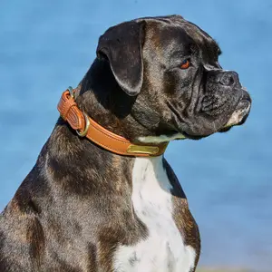 Coleira de couro acolchoada para cães Weatherbeeta image-1