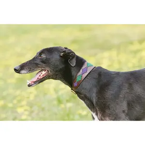 Δερμάτινο κολάρο για σκύλους Weatherbeeta Lurcher Polo image-2