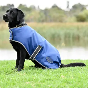 Casaco de cão Weatherbeeta ComFiTec Windbreaker Free image-1