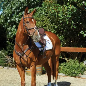 Riding bridles for dolphins Weatherbeeta Collegiate Comfitec image-0