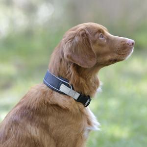 Dog collar Weatherbeeta Explorer image-1