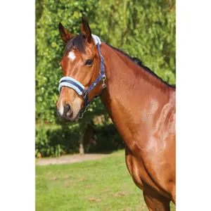 Licol pour cheval Weatherbeeta Saxon Element image-0
