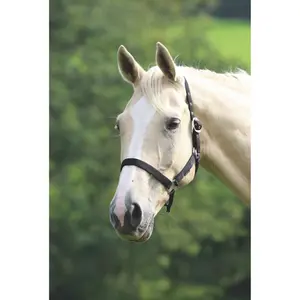 Halfter für Pferd Wessex image-1
