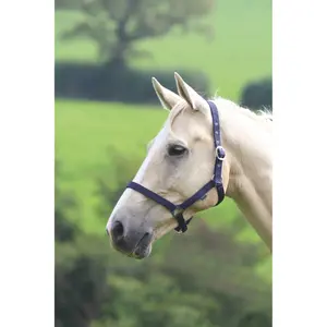Halfter für Pferd Wessex image-1