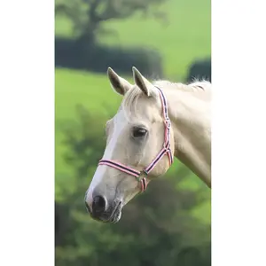 Halfter für Pferd Wessex image-1
