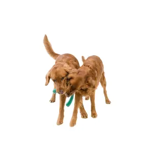 Hundespielzeug West Paw Snorkl image-2