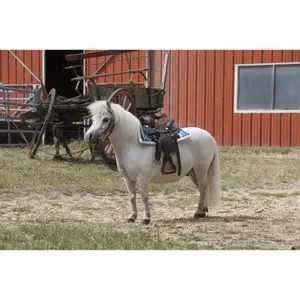 Pikowany Czaprak dla koni westernowych Westride Navajo [rozmiar szetlandzki] image-1