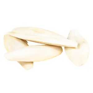 Coquille Os de seiche Witte Molen
