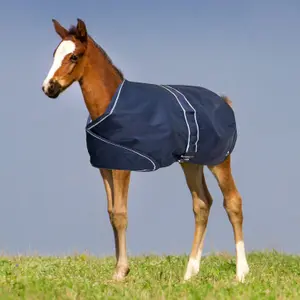 Outdoor  Blanket York Foal 100 g image-1