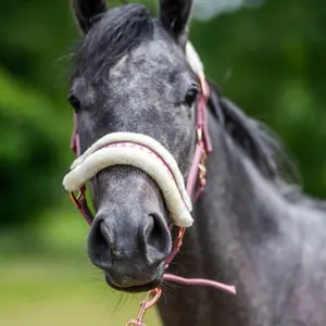 Fur halter for horse York Cyntia image-2
