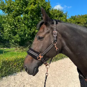 Halter for horse York Gold Star image-1