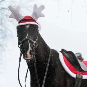 Short Fly hat York Christmas Reneer image-2