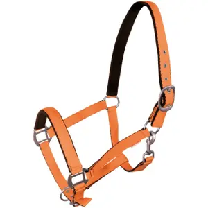 Halter for horse York image-0