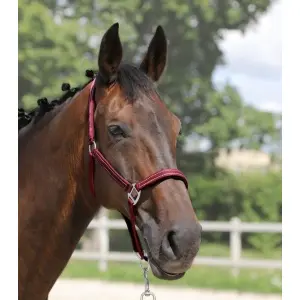 Halter for horse York Teo image-1