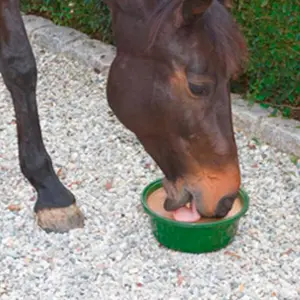 Vitaminas y minerales para caballos Zaldi Horse Lick Bronchial image-1