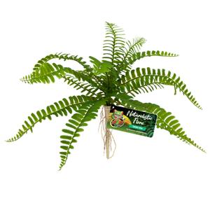 387908-feto-espada-da-flora-naturalista-zolux-zoo-med-verde-tu