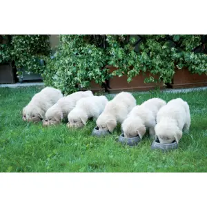 Antislip waterdispenser voor honden Zolux image-0