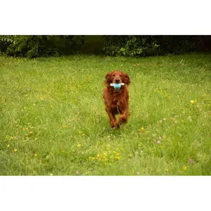 Pelotas de tenis para perros Zolux Elephant image-1