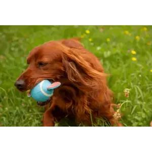 Pelotas de tenis para perros Zolux Elephant image-2