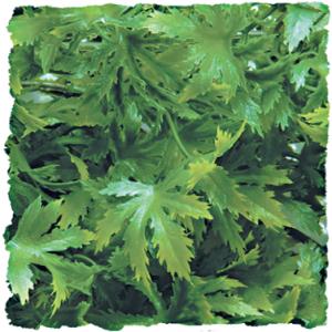 Terrarium accessory plant mm Zoomed Cannabis BU26E image-1