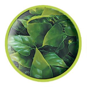 Plant terrarium accessories Zoomed Mexic Phyllo image-1