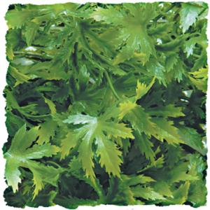 Terrarium accessory plant gm Zoomed Cannabis BU36E image-1