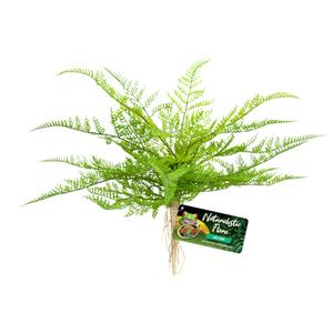 387907-terrarium-accessories-zoomed-lace-fern-bu-62e-green-brown-one-size