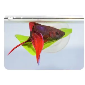 Aquarium bed Zoomed Betta BL20E image-0